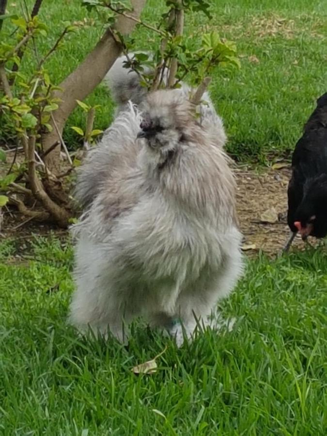 Finca La Gallina Blanca 알하우린엘그란데 외부 사진